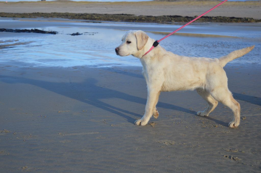 star mit sharm Bugati dit reva