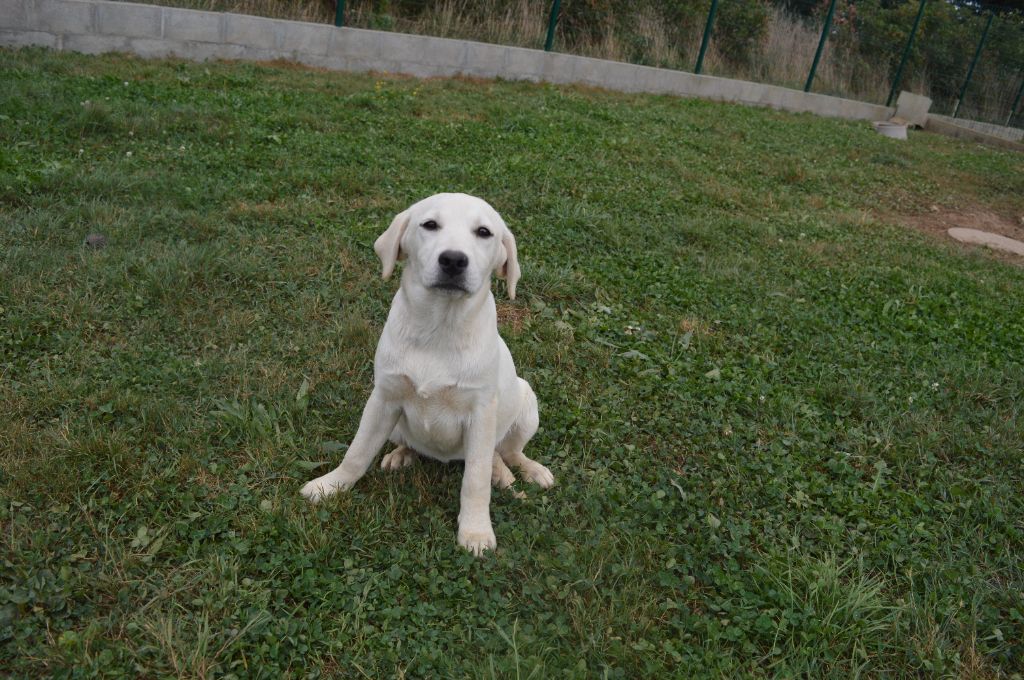 Du Domaine De Neilganne - Chiots disponibles - Labrador Retriever