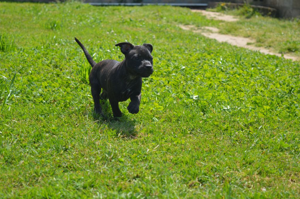 Du Domaine De Neilganne - Chiots disponibles - Staffordshire Bull Terrier