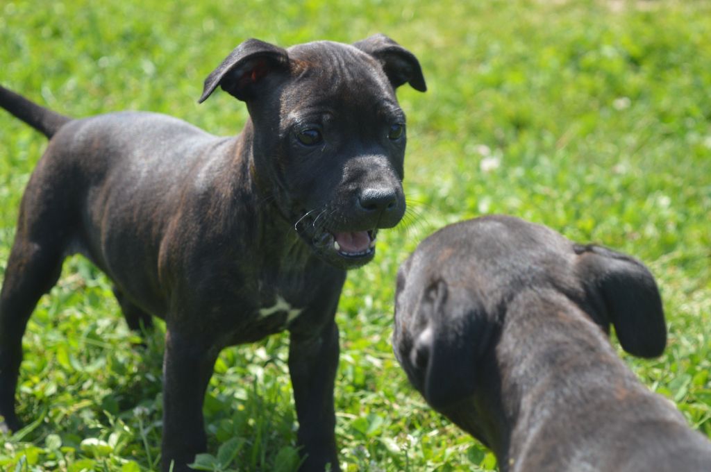 Du Domaine De Neilganne - Chiots disponibles - Staffordshire Bull Terrier