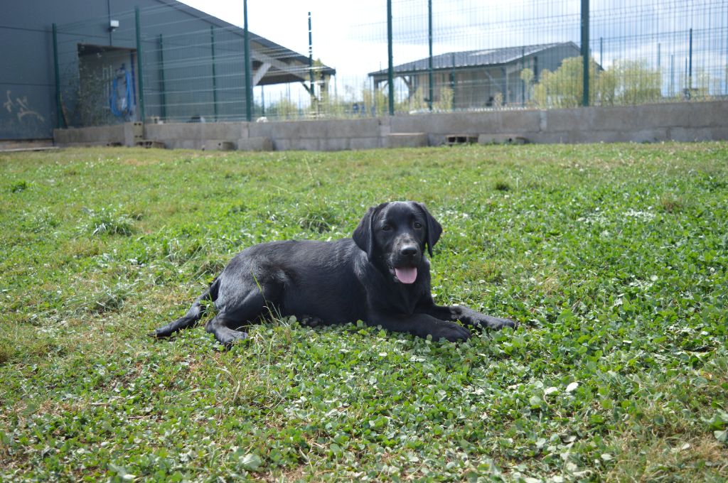 Du Domaine De Neilganne - Chiots disponibles - Labrador Retriever