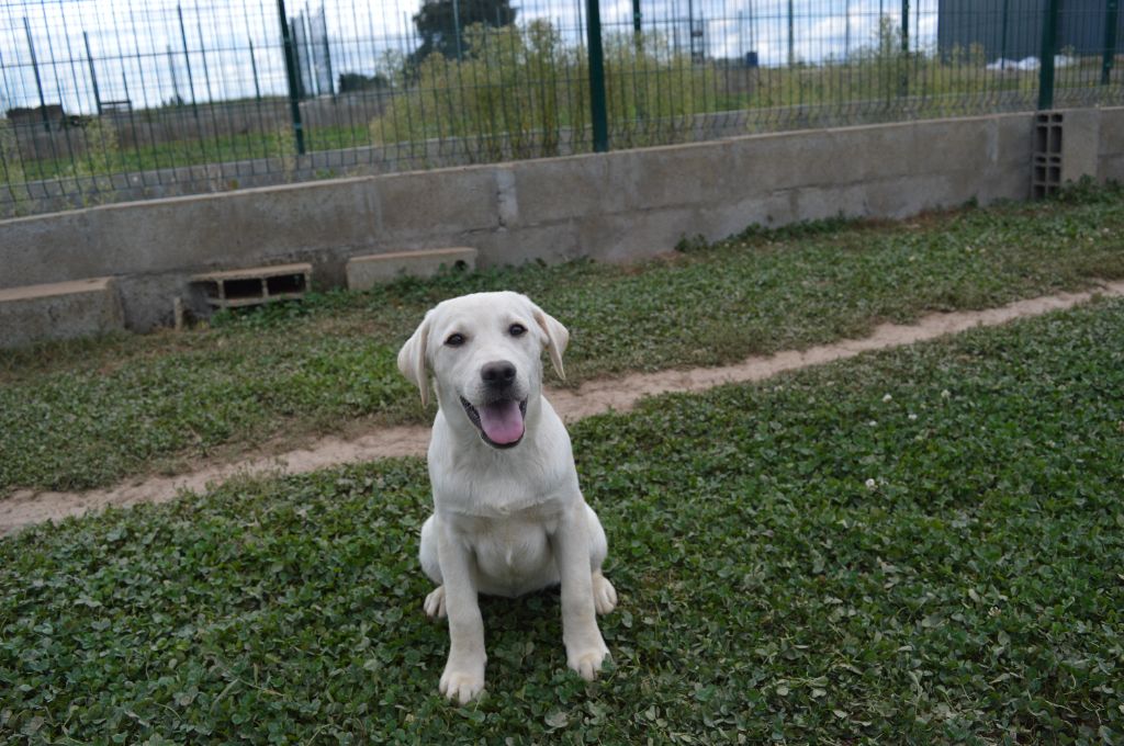 Du Domaine De Neilganne - Chiots disponibles - Labrador Retriever