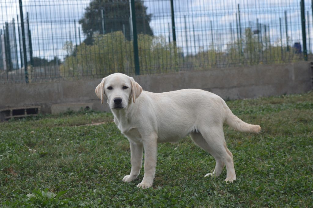 Du Domaine De Neilganne - Chiots disponibles - Labrador Retriever